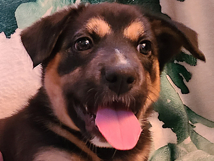 chinook puppy